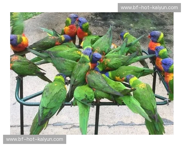 布里斯班的阳光与现代的脉搏：一场关于生活方式的诗意对话